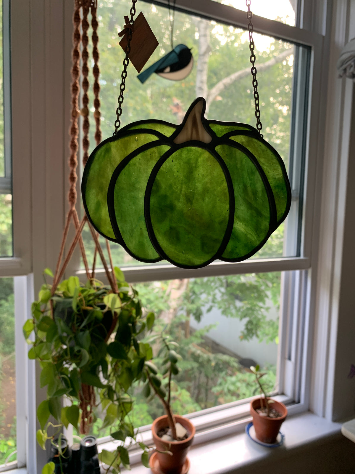 Pumpkin • Textured Green