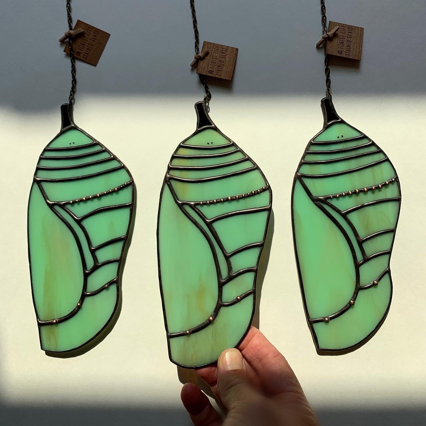 Monarch Chrysalis